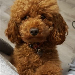 Meet your Posher, Lee